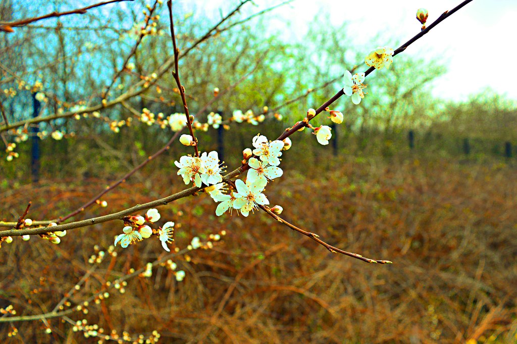 7a Sharon Dilworth Flickr