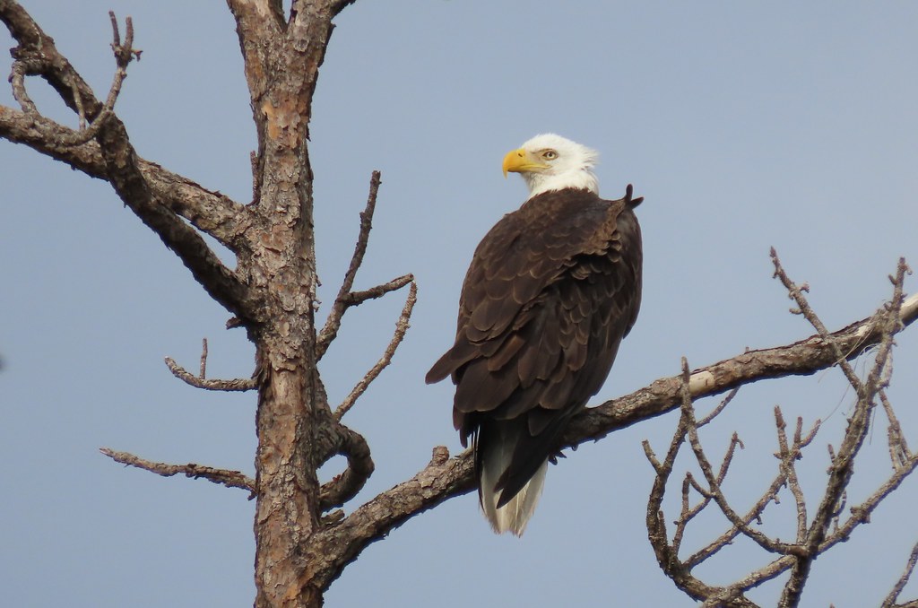 Bald Eagle South Florida National Cemetery Susan Young Flickr