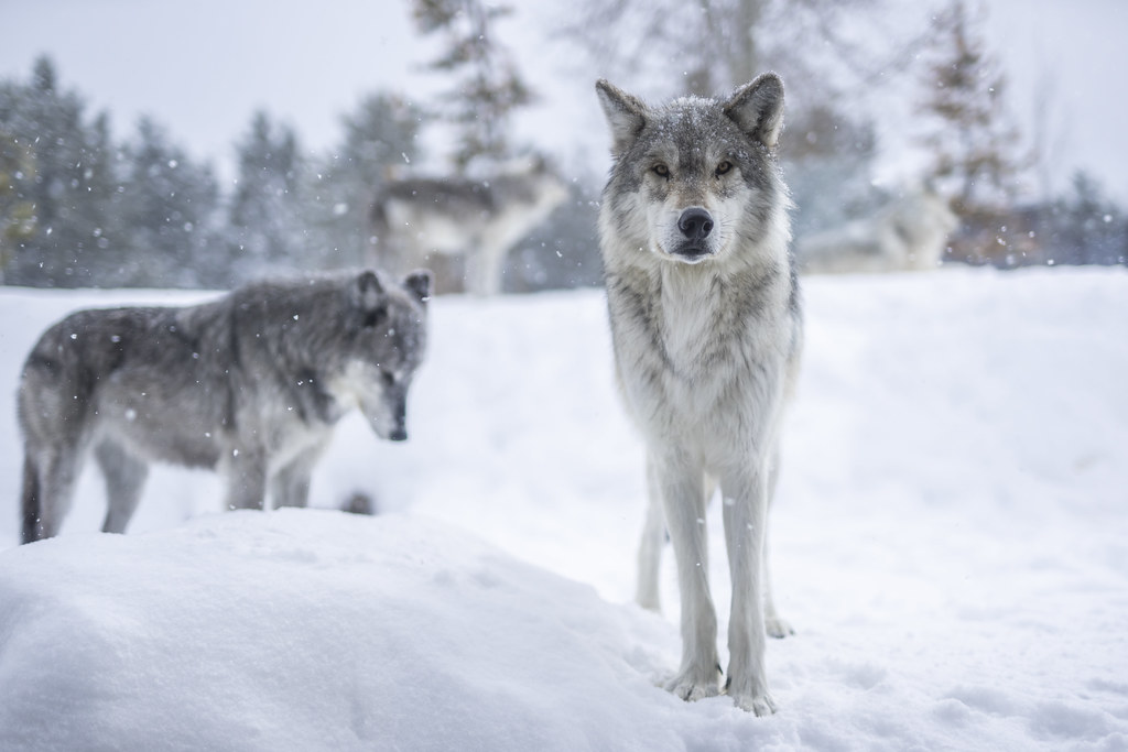 Four Wolves Montana Gray Wolf Canis Lupus Apex Predator Winter Snow