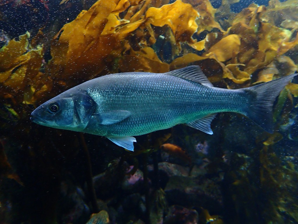 Dicentrarchus labrax Bar commun ou Bar européen ou Loup ou Perche de