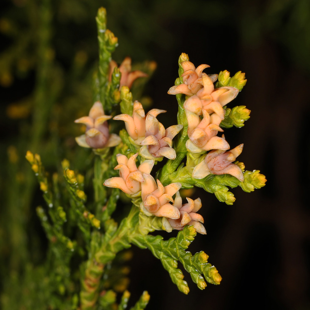 078/365 Arborvitae flowers Thuja species, Woodbridge, Vi… Flickr