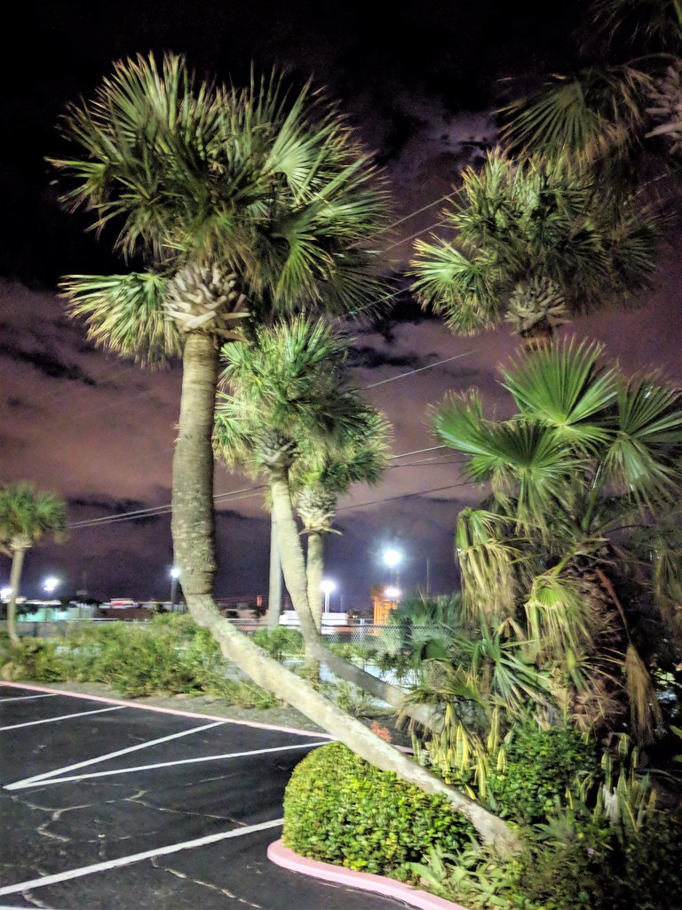 Daytona Beach Big Shark Palm Trees Palm trees are my fav… Flickr