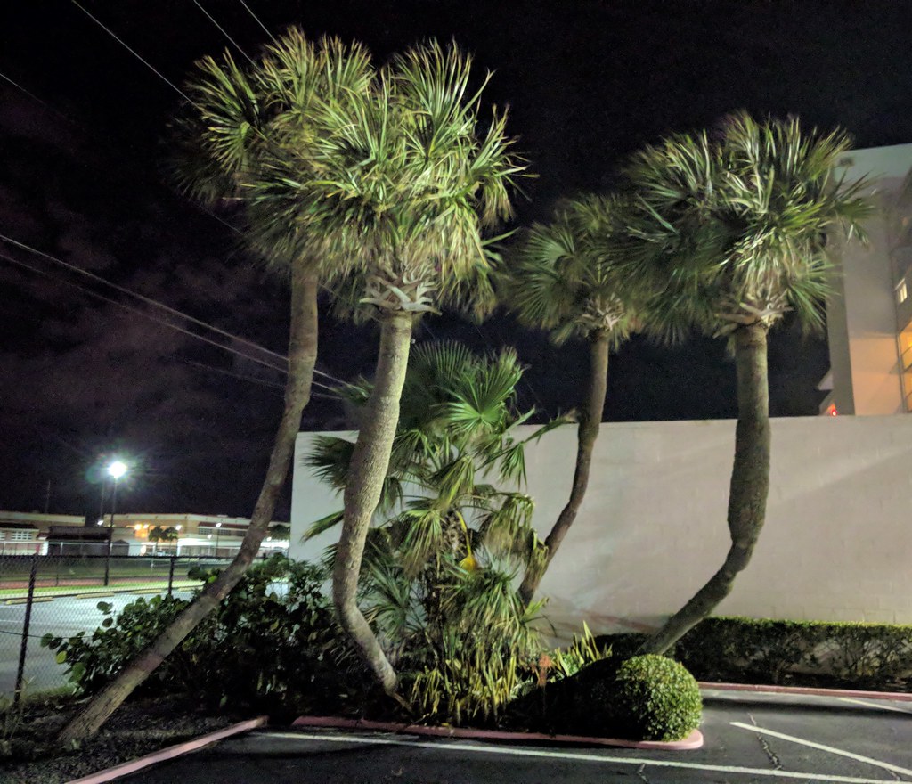 Daytona Beach Big Shark Palm Trees Palm trees are my fav… Flickr