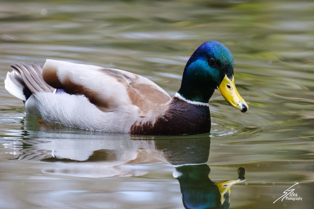 Mallard Spencer Giles Flickr