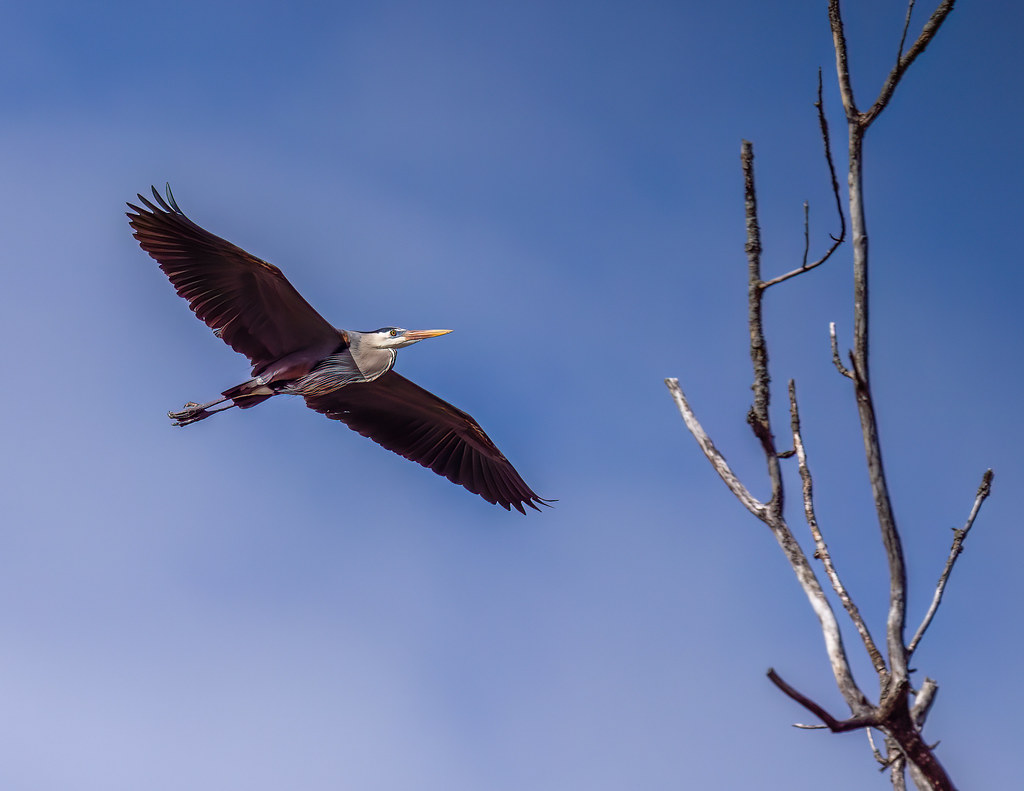 _M6A9117Edit.jpg Roger Lewellen Flickr