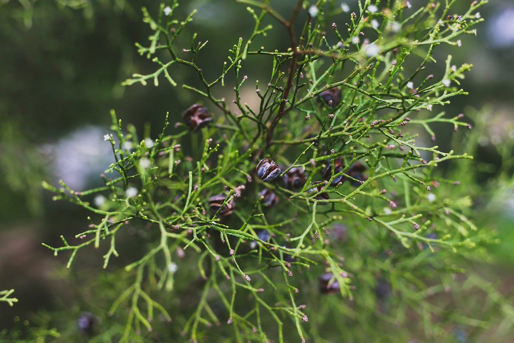 Invierno verde Blanca Carmona Flickr