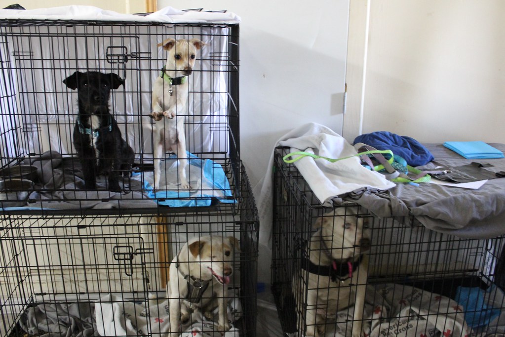 IMG_2197 March 20, 2023. Porterville College Shelter. Olga… Flickr