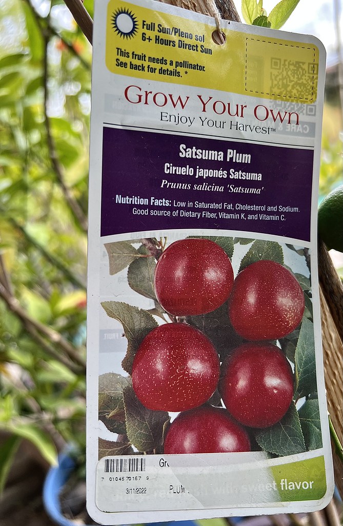 Satsuma Plum Tree’s New Spring Leaves Chic Bee Flickr