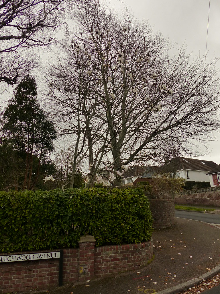 P1270408 21 Beechwood Garden March 2023 Jeff Collman Flickr