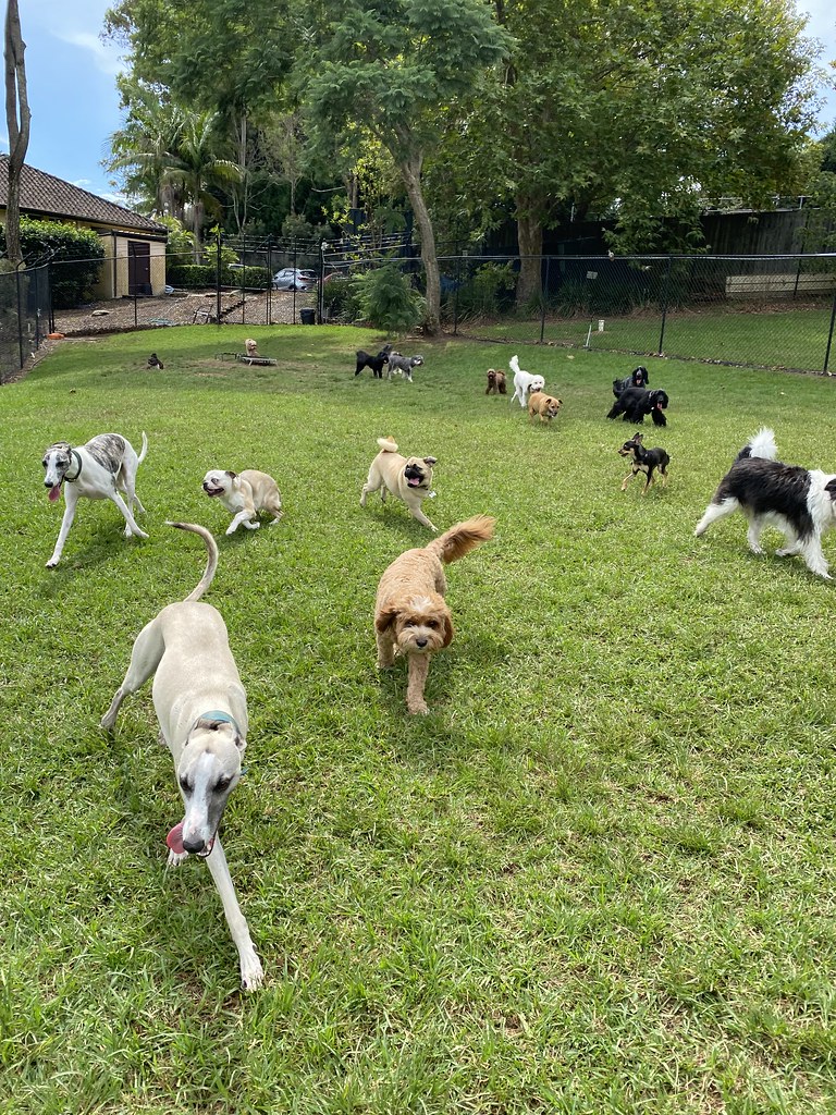 Untitled Terrigal Pet Resort Doggy Day Care Flickr