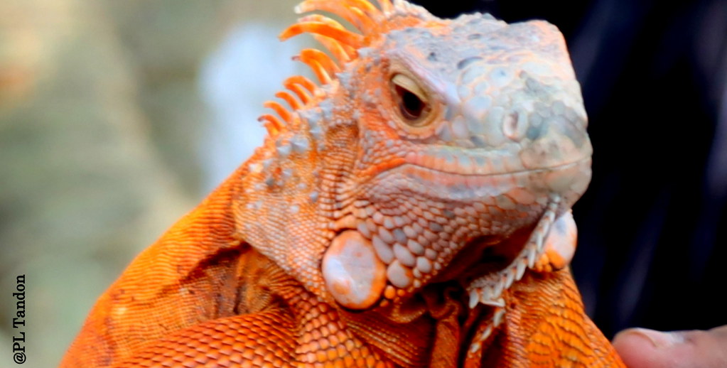 Orange iguana Orange iguanas are a species of iguana that … Flickr