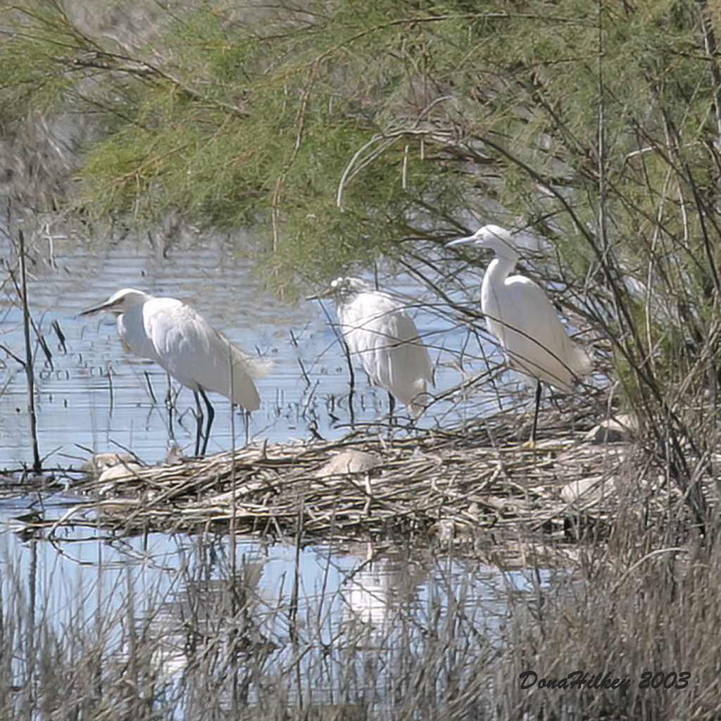 Snowy Egrets Ouray NWR Dona Hilkey Flickr