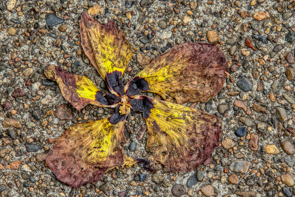 _I3A0698 Spent Hibiscus Flower Flower, spent Coastal Hibis… Flickr