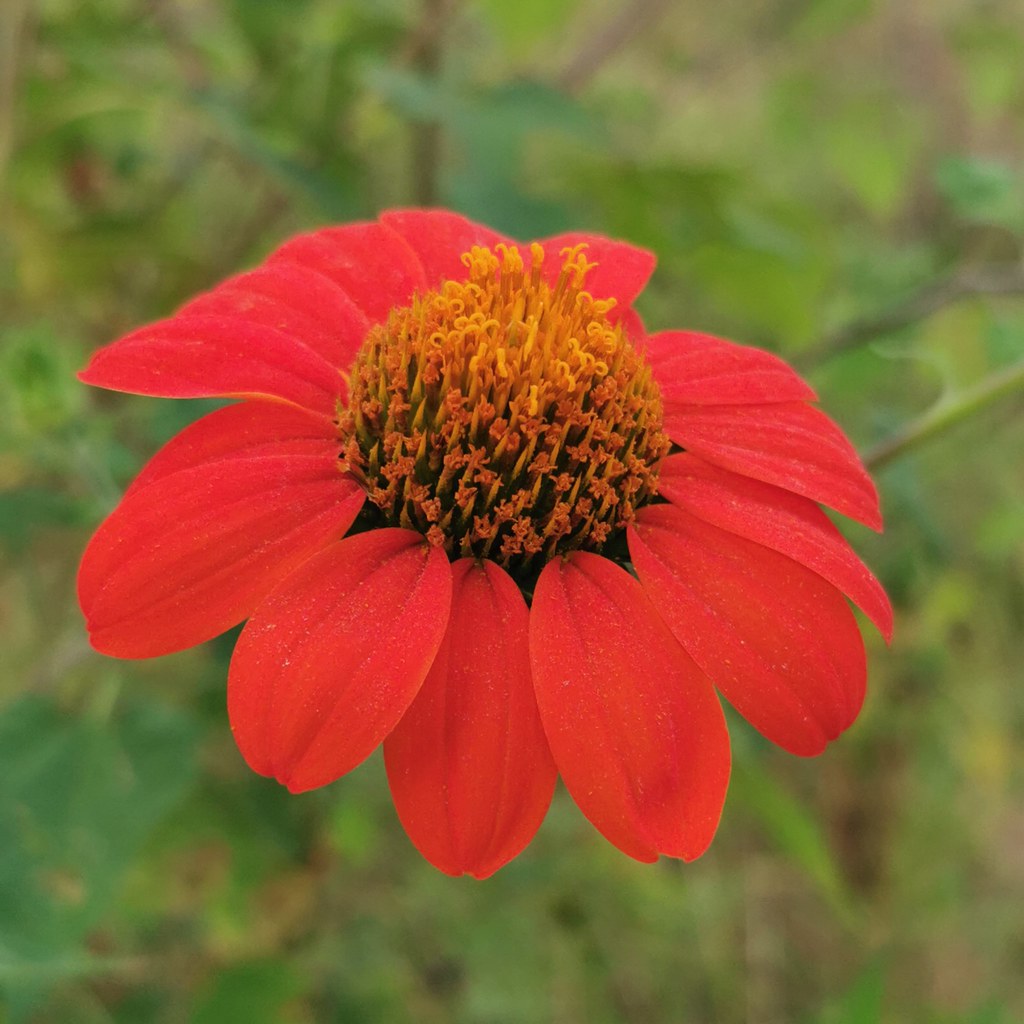 Flower glory! Norm Johnson Flickr