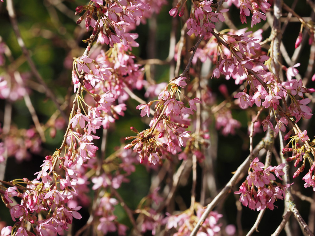 P3240132 Spring Flowers in March Prunus Simon Wilkinson Flickr