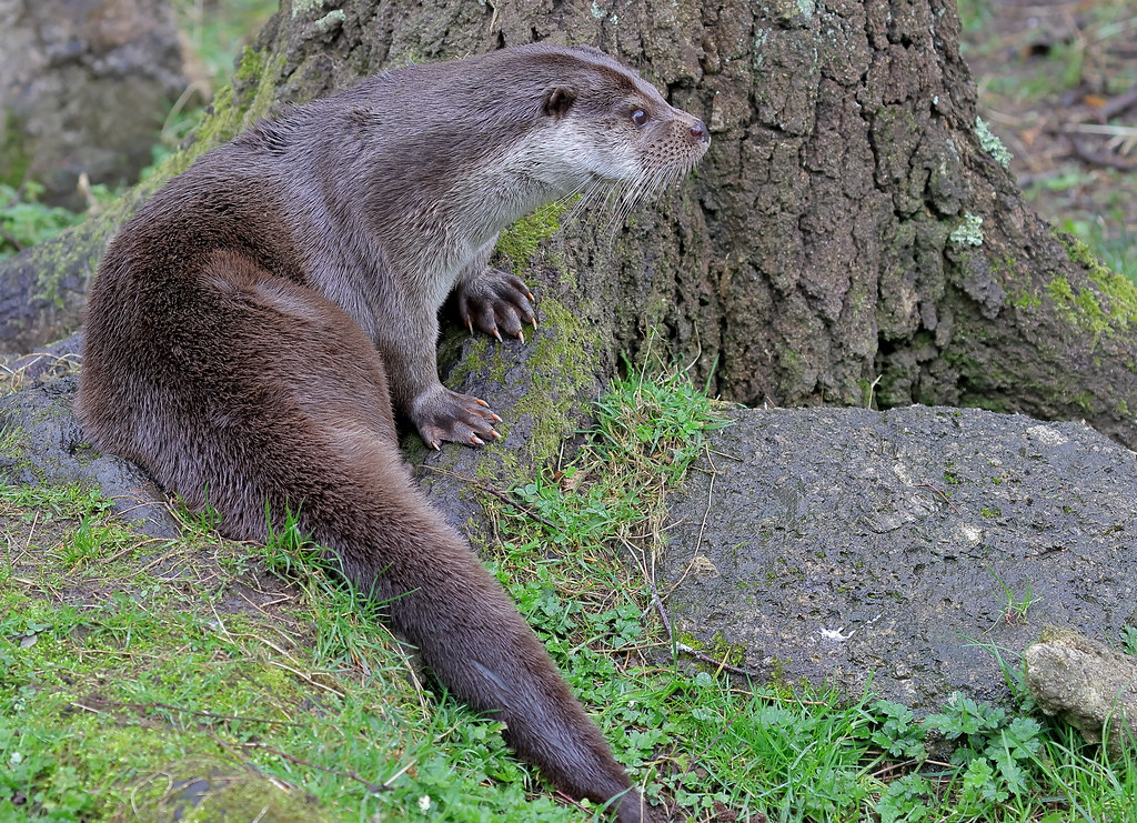 Buckfastleigh, Devon UK. Dog Otter. View LARGE Many Thanks… Flickr