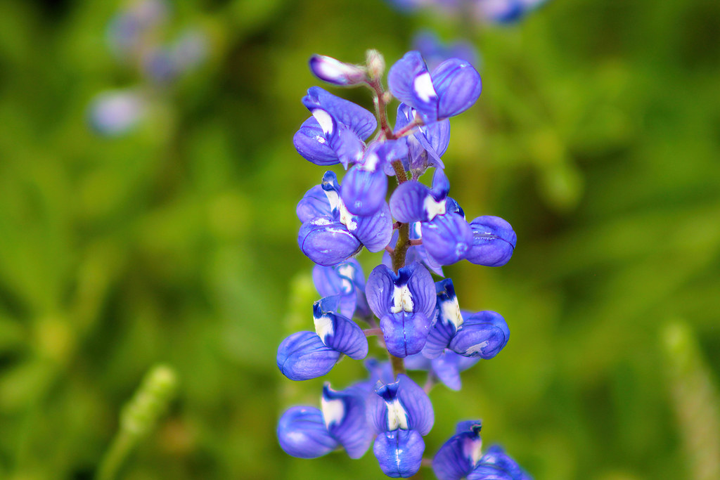 These are the "real" the ones with… Flickr