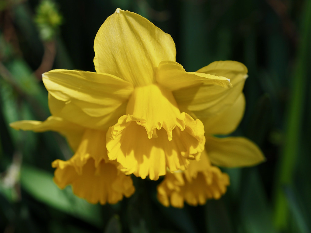P3240070 Spring Flowers in March Daffodil Simon Wilkinson Flickr