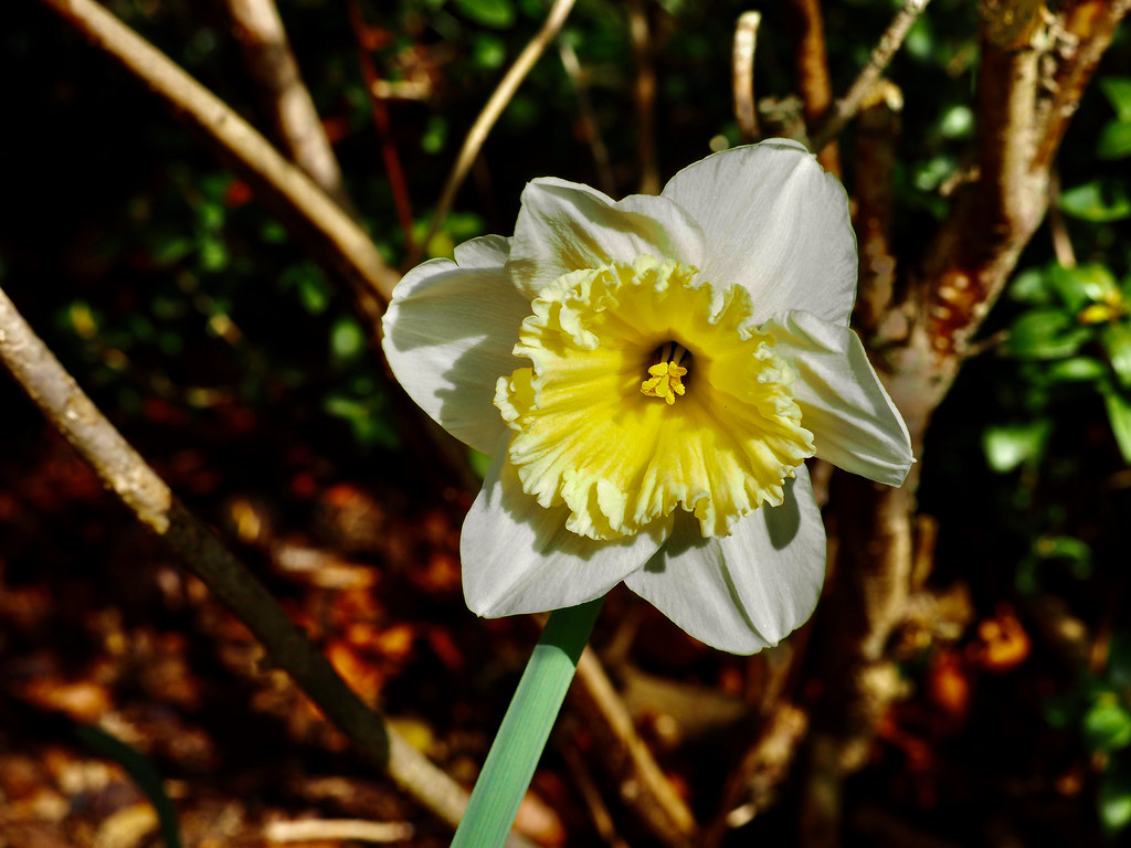 P3240142 Spring Flowers in March Daffodil Simon Wilkinson Flickr