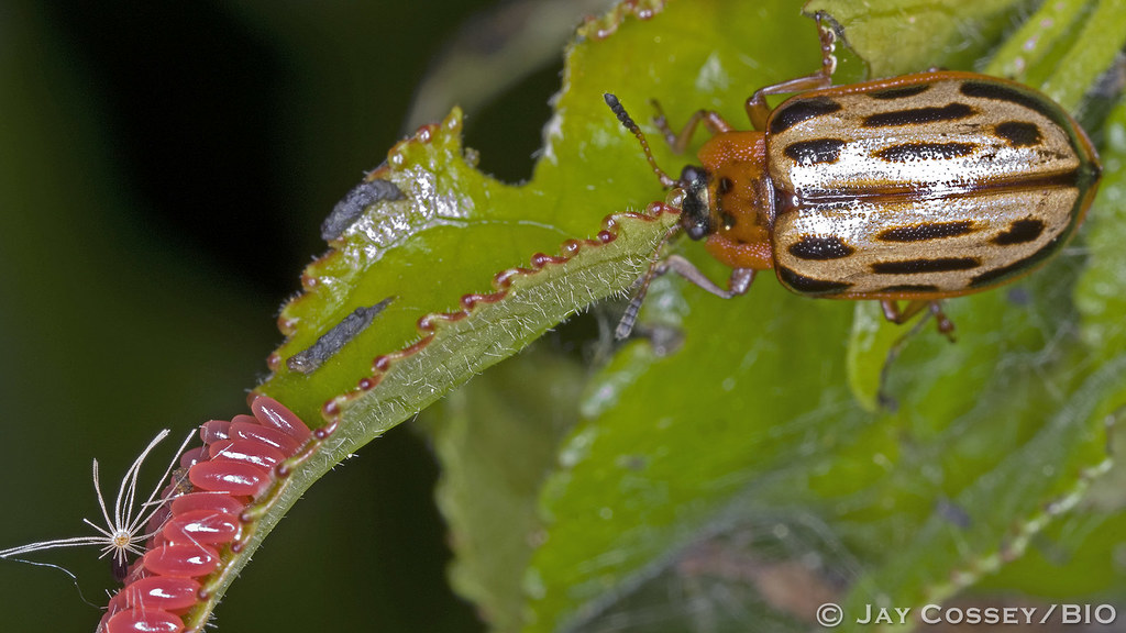 Cottonwood Leaf Beetle (Chrysomela scripta) and eggs B6855… Flickr