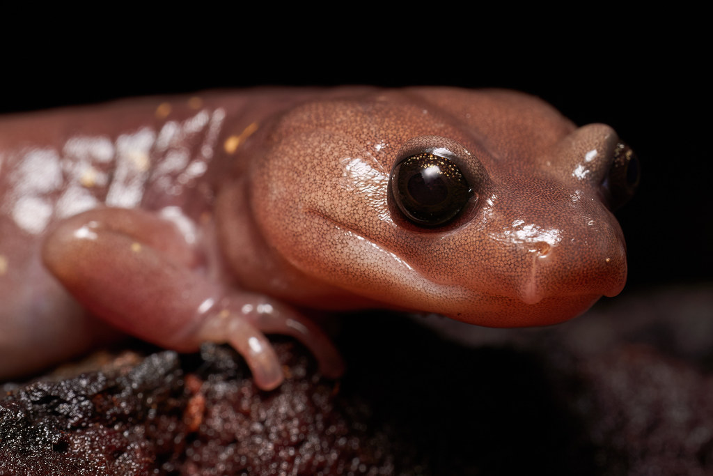 Arboreal Salamander Santa Monica Mountains Los Angeles Cou… Grigory