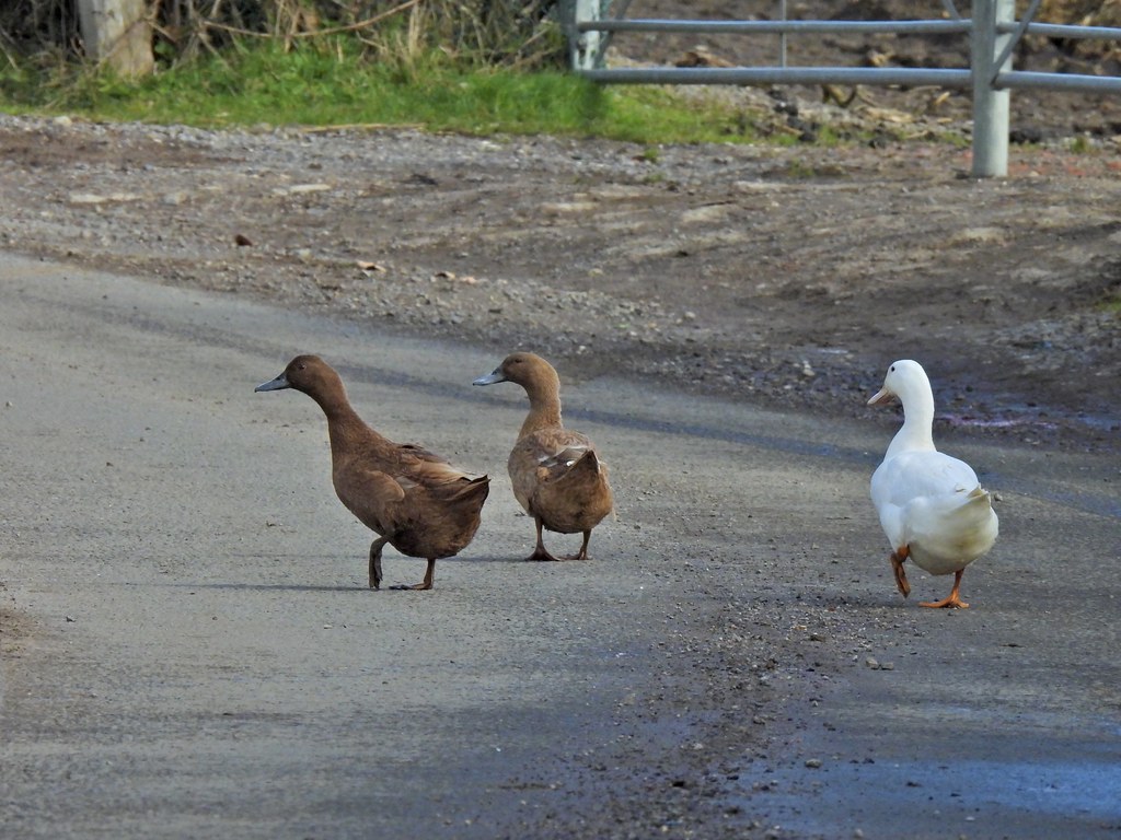 Ducks, Mountain Road Farm, Mountain Road, Upper Cwmbran 25… Flickr