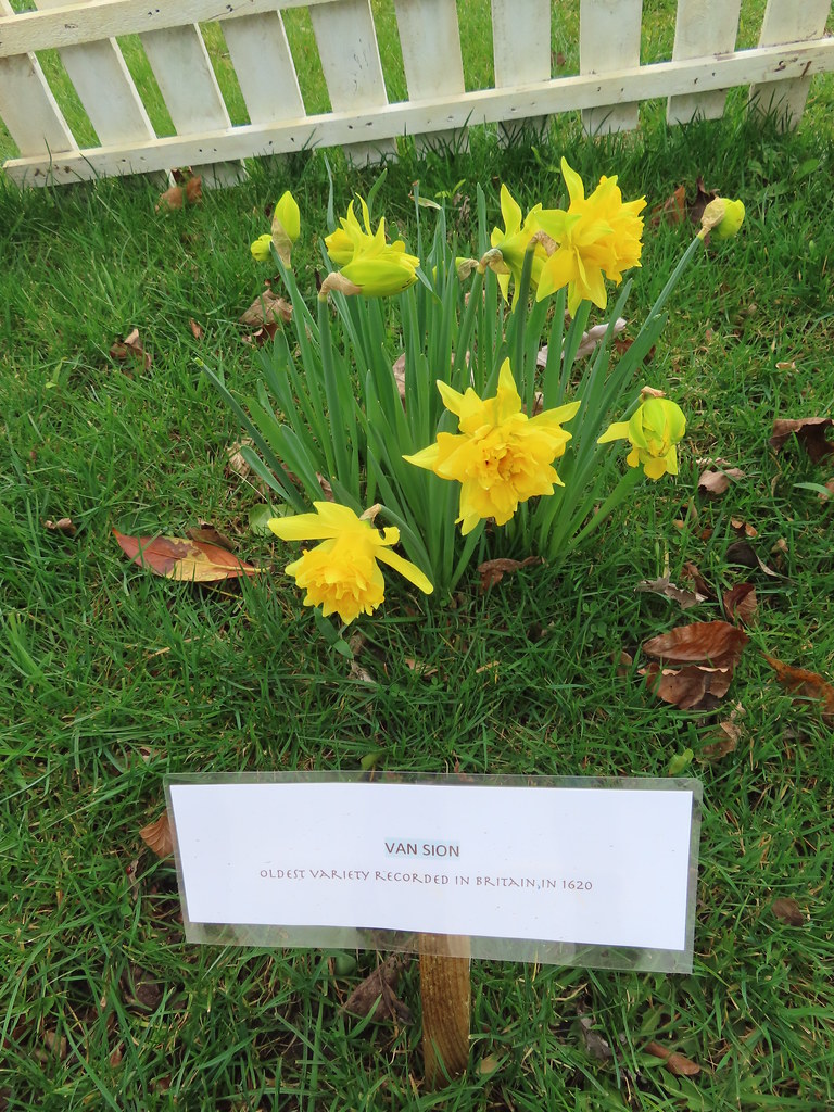 Thriplow Daffodil Festival named Daffodil Van Sion Flickr