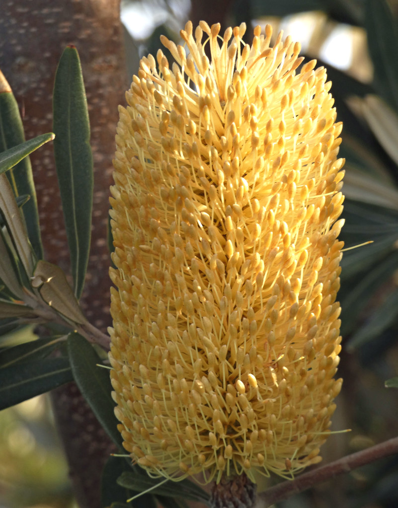 20230325_0083 Banksia flower At Rosebud Pier Port Phillip … Flickr