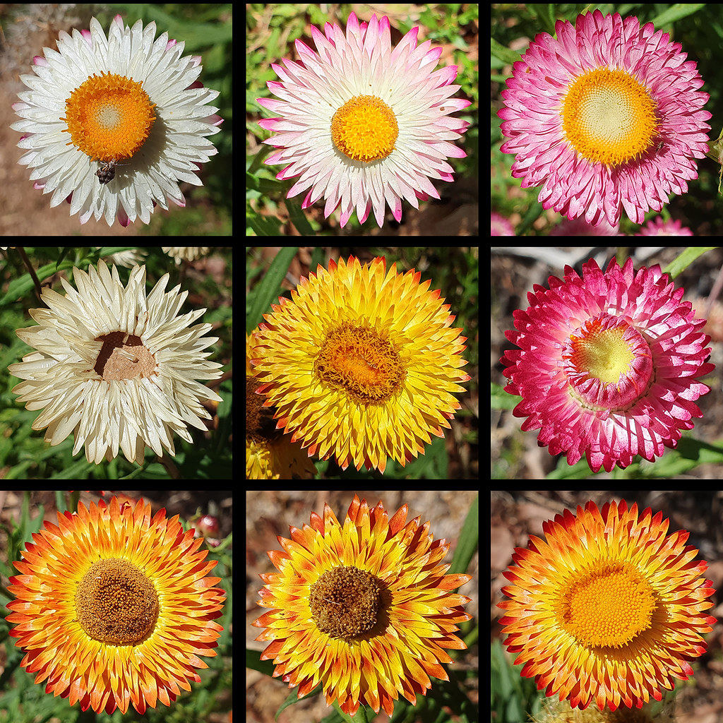 9 Everlasting Daisies James Flickr