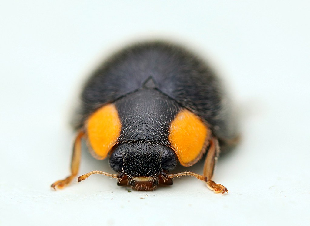 Yellowshouldered Ladybird Tom Musson Flickr