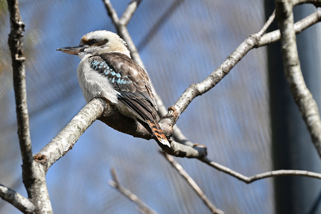 March_26_2023_Louisville_Zoo_Bird_046 DonKevinBrown Flickr