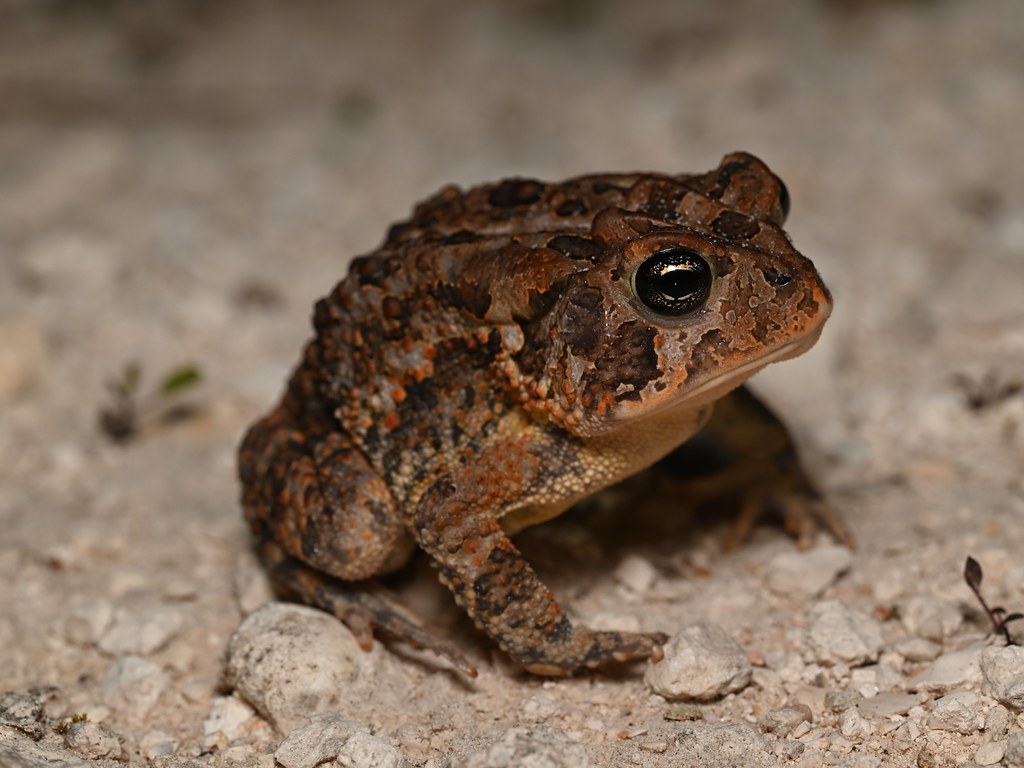 Southern Toad Volusia County, FL Kevin Smith Flickr