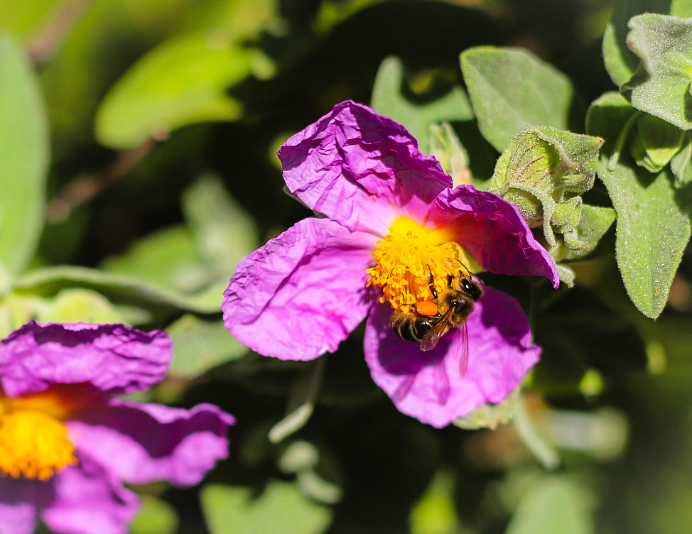 polinizando Blanca Carmona Flickr