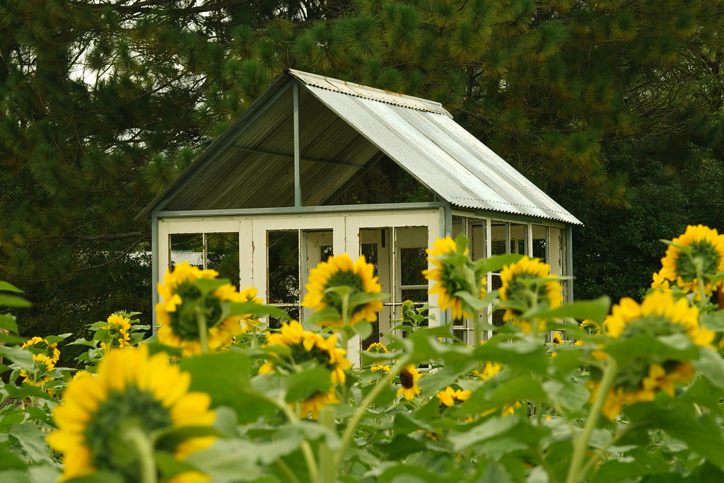 Little Tin Shed Sun Flowers Medowie Susan Zhou Flickr