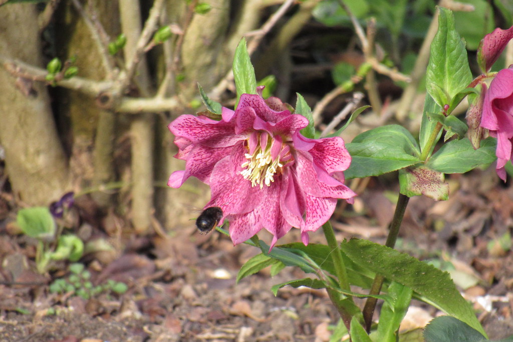 Bee and Hellebore Looked out the window while waiting for … Flickr