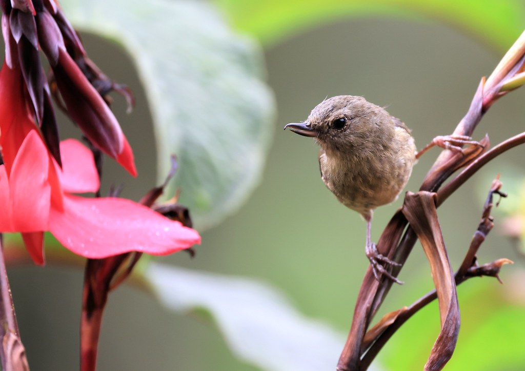 Percefleur ardoisé Savegre/San José/Costa Rica_20211201_… Flickr