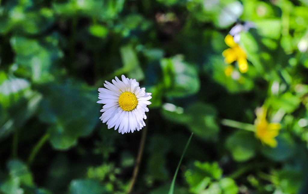 PSX_20230228_222749 Blanca Carmona Flickr