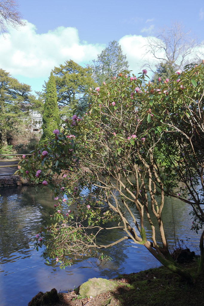 Johnston Gardens,Viewfield Road,Aberdeen_mar 23_4484 Flickr