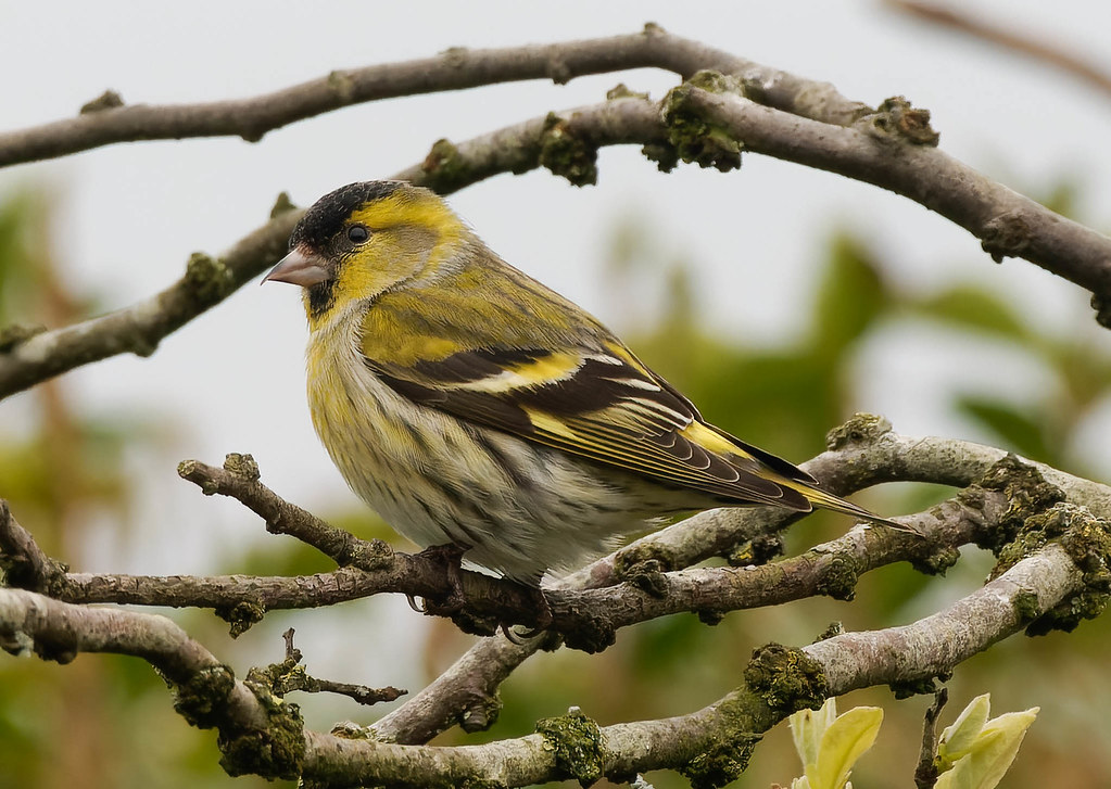 Siskin Male, Beach Road, Preesall, Lancs 26th March 2023 Paul Slade