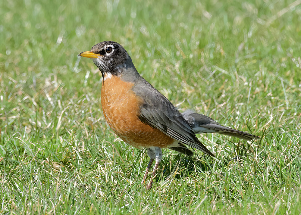 American Robin, King's Bend Park © Alan Bloom March 26, 20… Flickr
