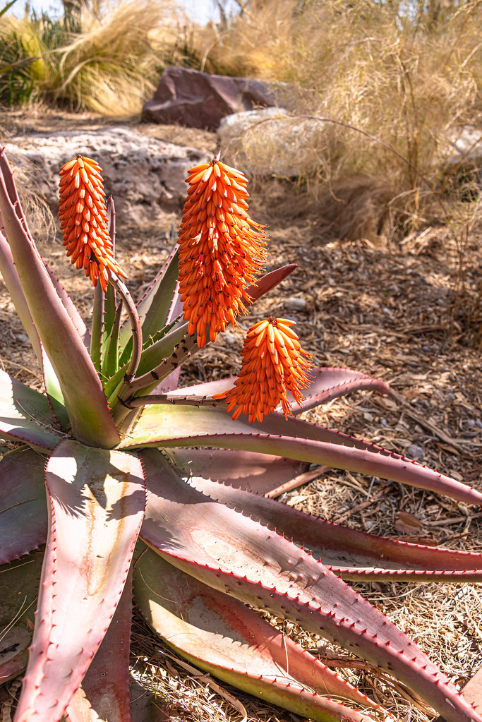 Springs Preserve March 24, 2023 Springs Preserve in Las … Flickr