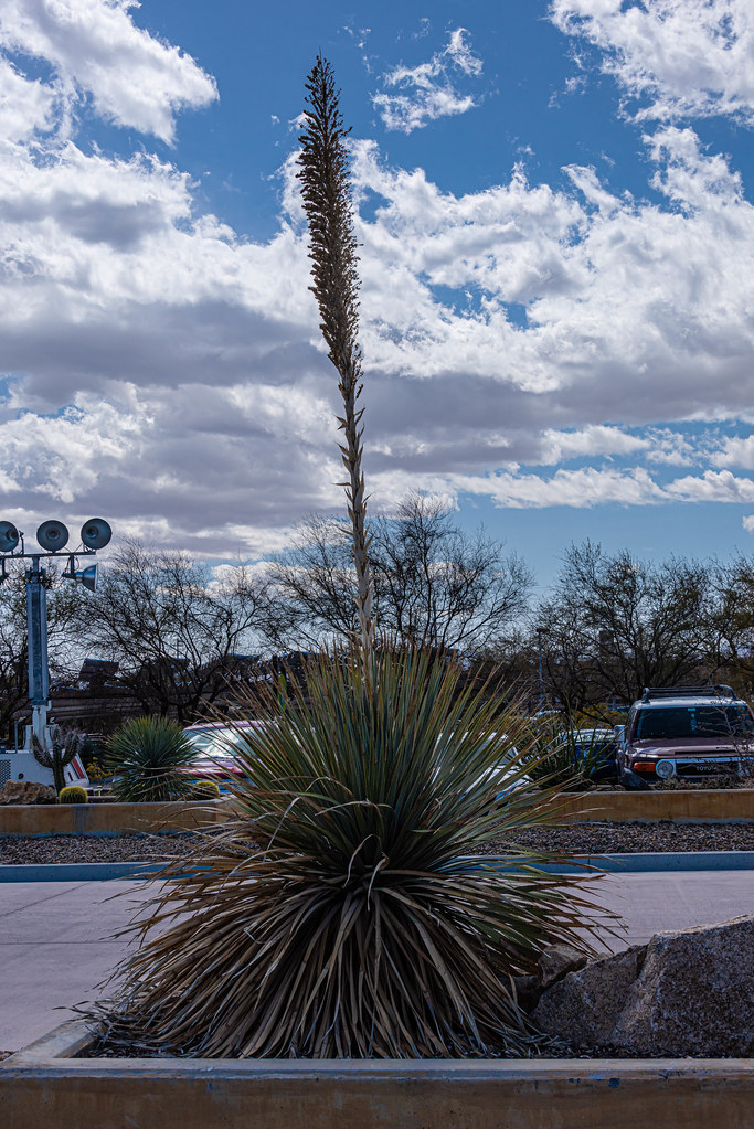 Springs Preserve March 24, 2023 Springs Preserve in Las … Flickr