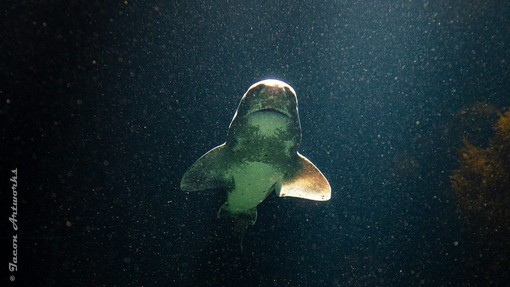 Pacific Spiny Dogfish Pacific Spiny Dogfish backlit by a b… Flickr