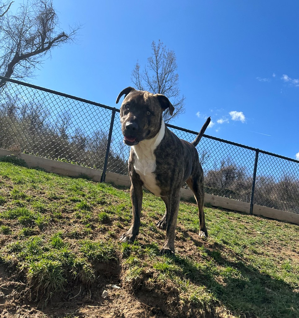 IMG_1402 Greenlin Lambs Gap Flickr