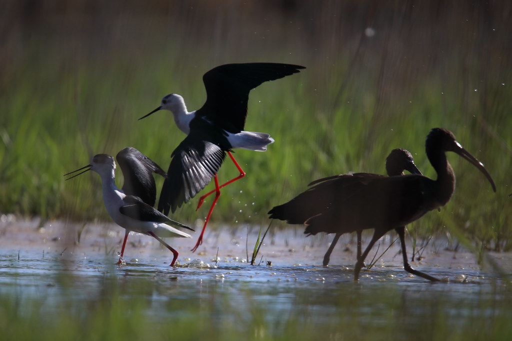 Blackwinged Stilt and Glossy Ibis nora toth Flickr