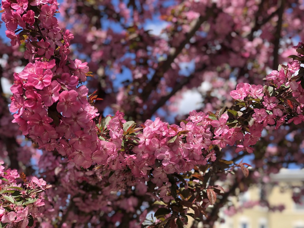 Brilliant pink blossoms, tree in bloom on 19th Street NW, … Flickr