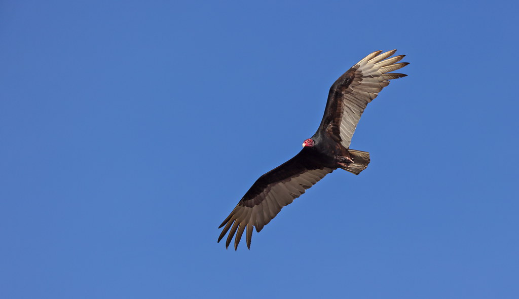 Turkey Vulture _64A0507 Maricopa, AZ I always joke that wh… Flickr