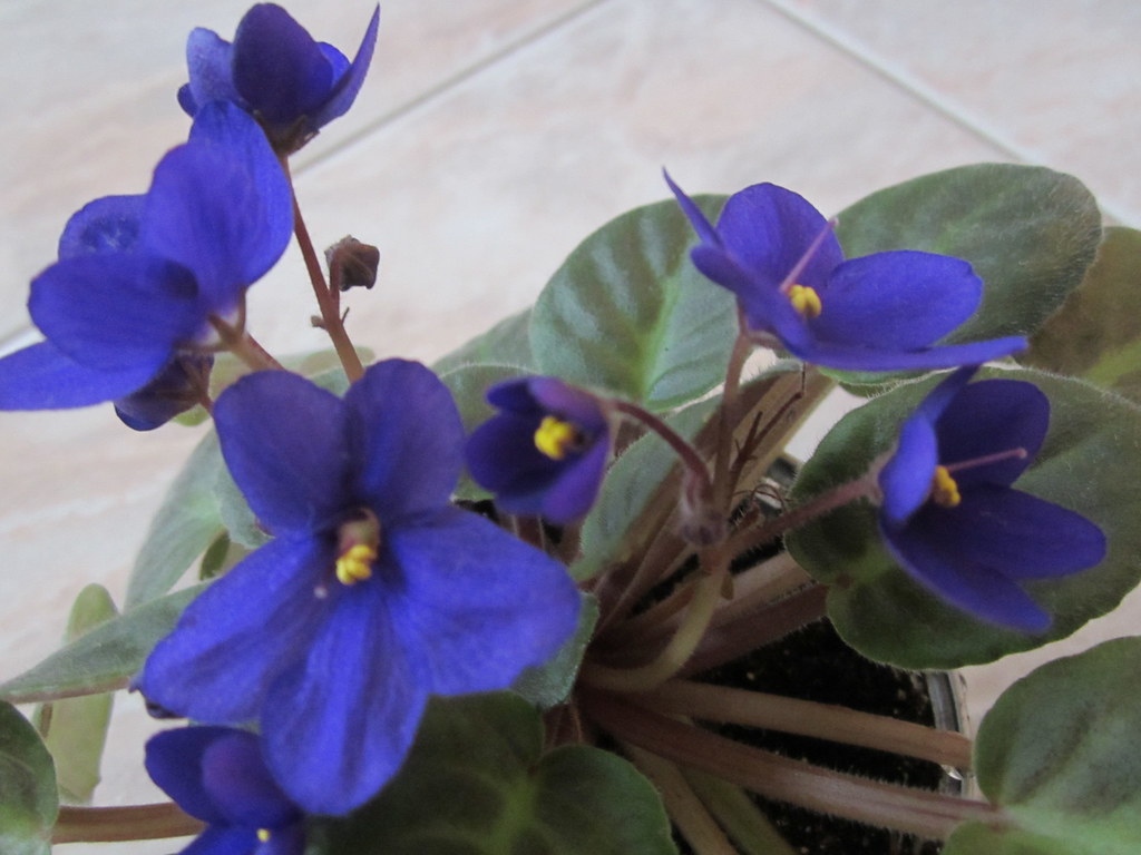Viola sp violet flowers 1432 Palm Beach County, Florida… Flickr