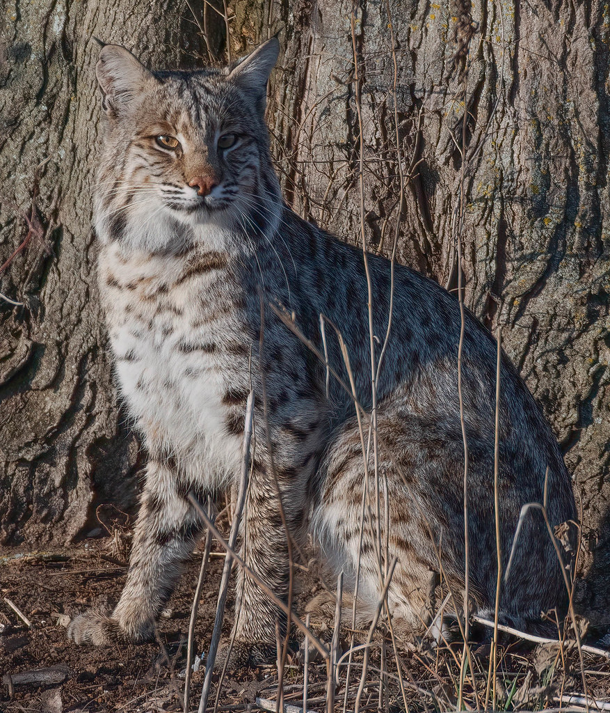 Bobcat La Cygnes Lake, Linn County, KS My first bobcat pho… Flickr
