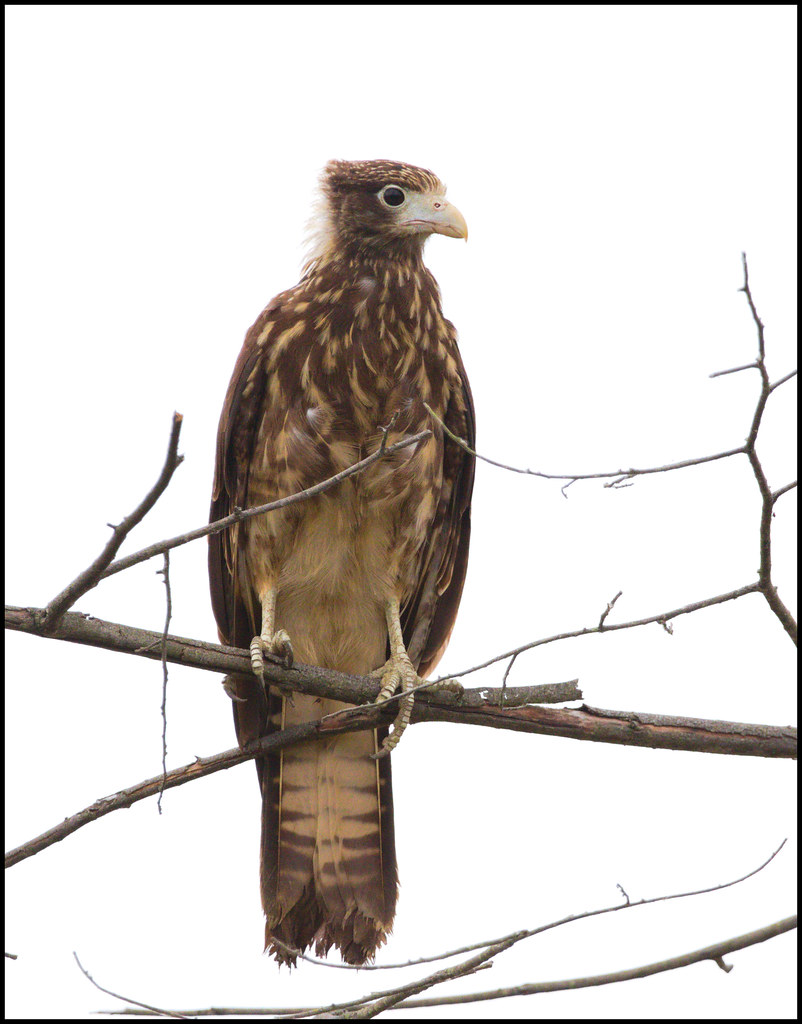 EF7A1425_Juvenile_Snail_Kite I think snail kite (Rostrhamu… Flickr